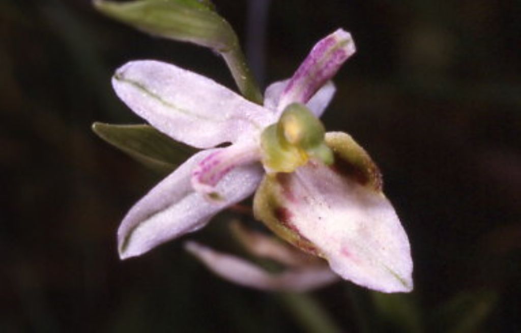 ophrys di cervia